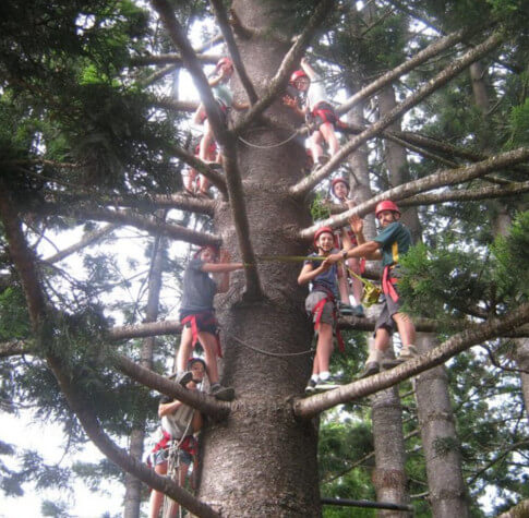 Al-Pine Tree Climb 40m high - Including Meals & Transfers