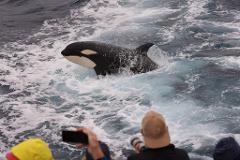 Bremer Canyon Killer Whale (Orca) Expedition