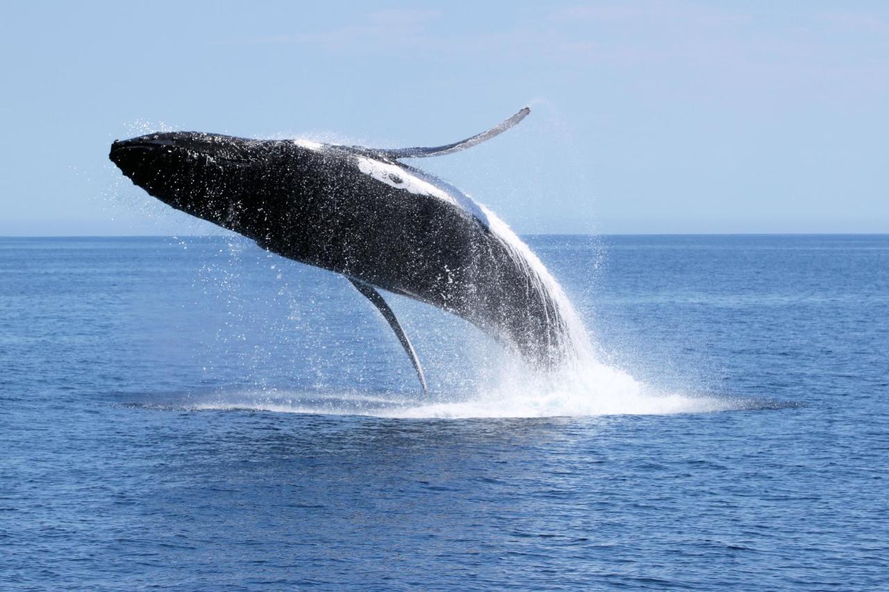 Dunsborough Whale Watching Eco Tours