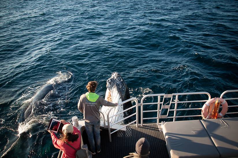 Augusta Whale Watching 10am on board Alison Maree
