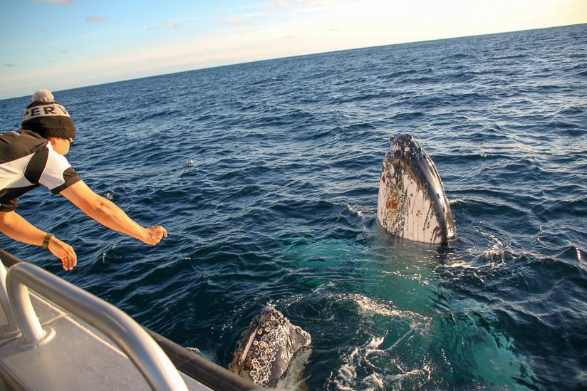 Augusta Whale Watching 2pm on board Alison Maree