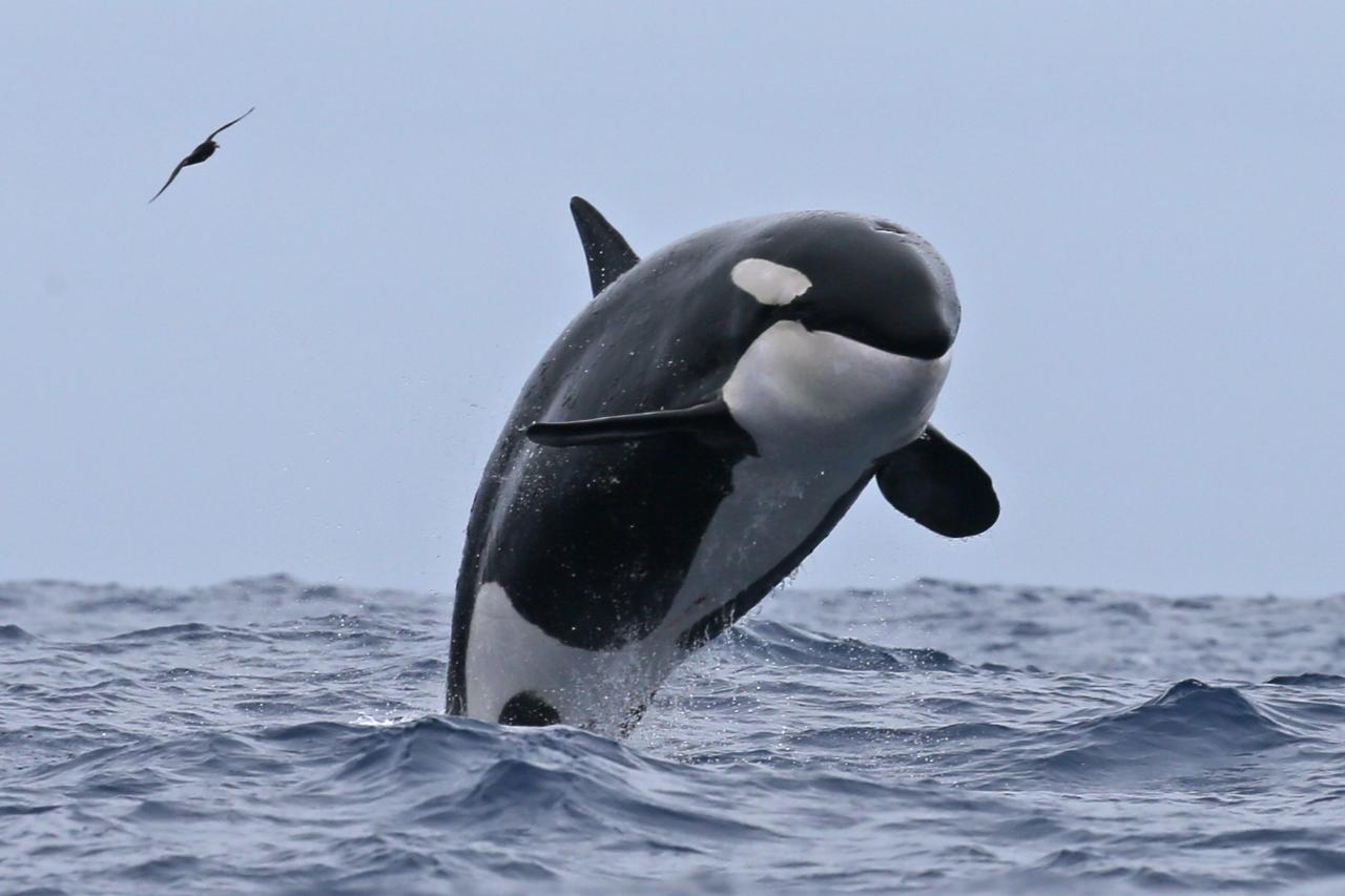 Bremer Canyon Killer Whale (Orca) Expedition