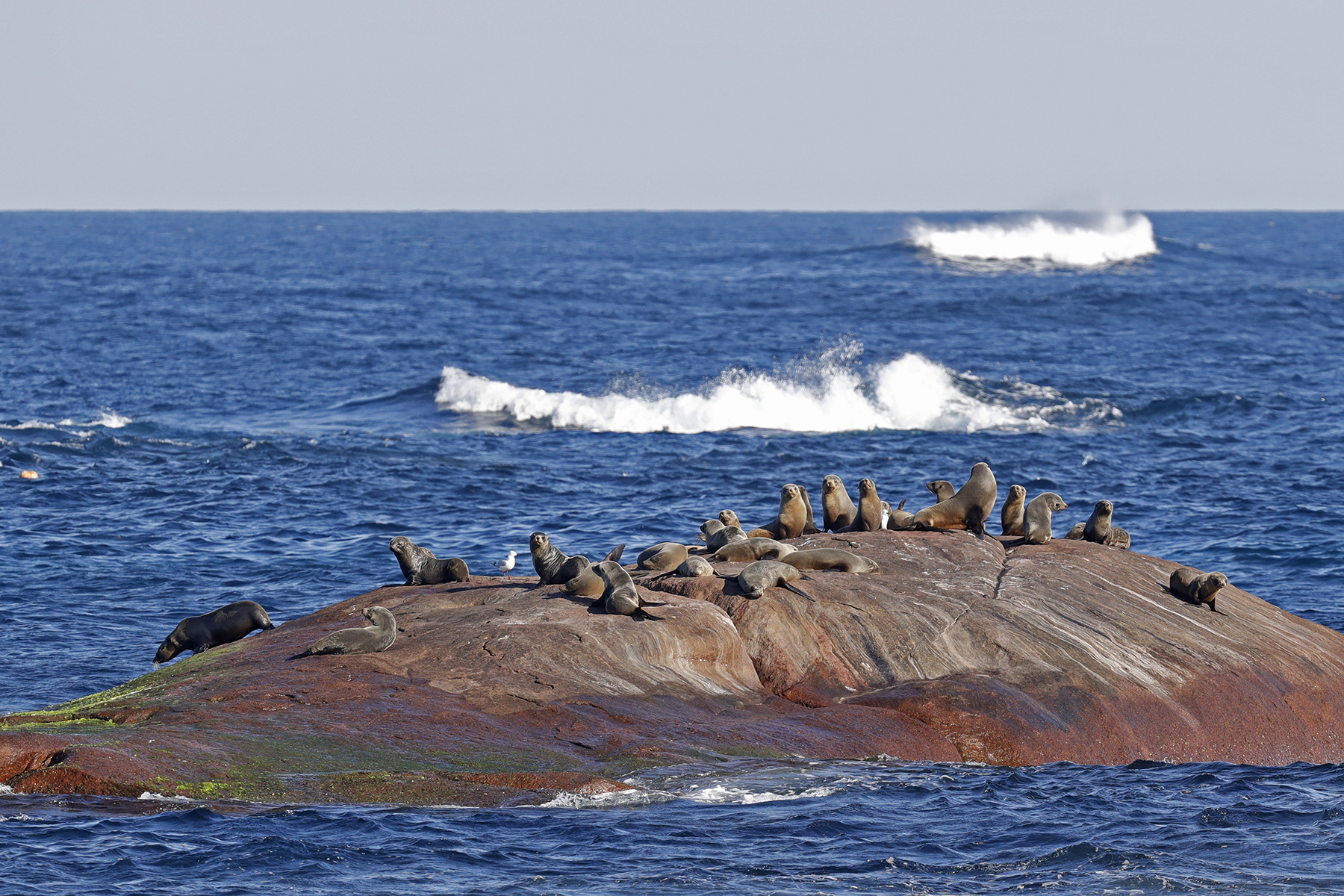 Augusta Whale Watching Eco Tours
