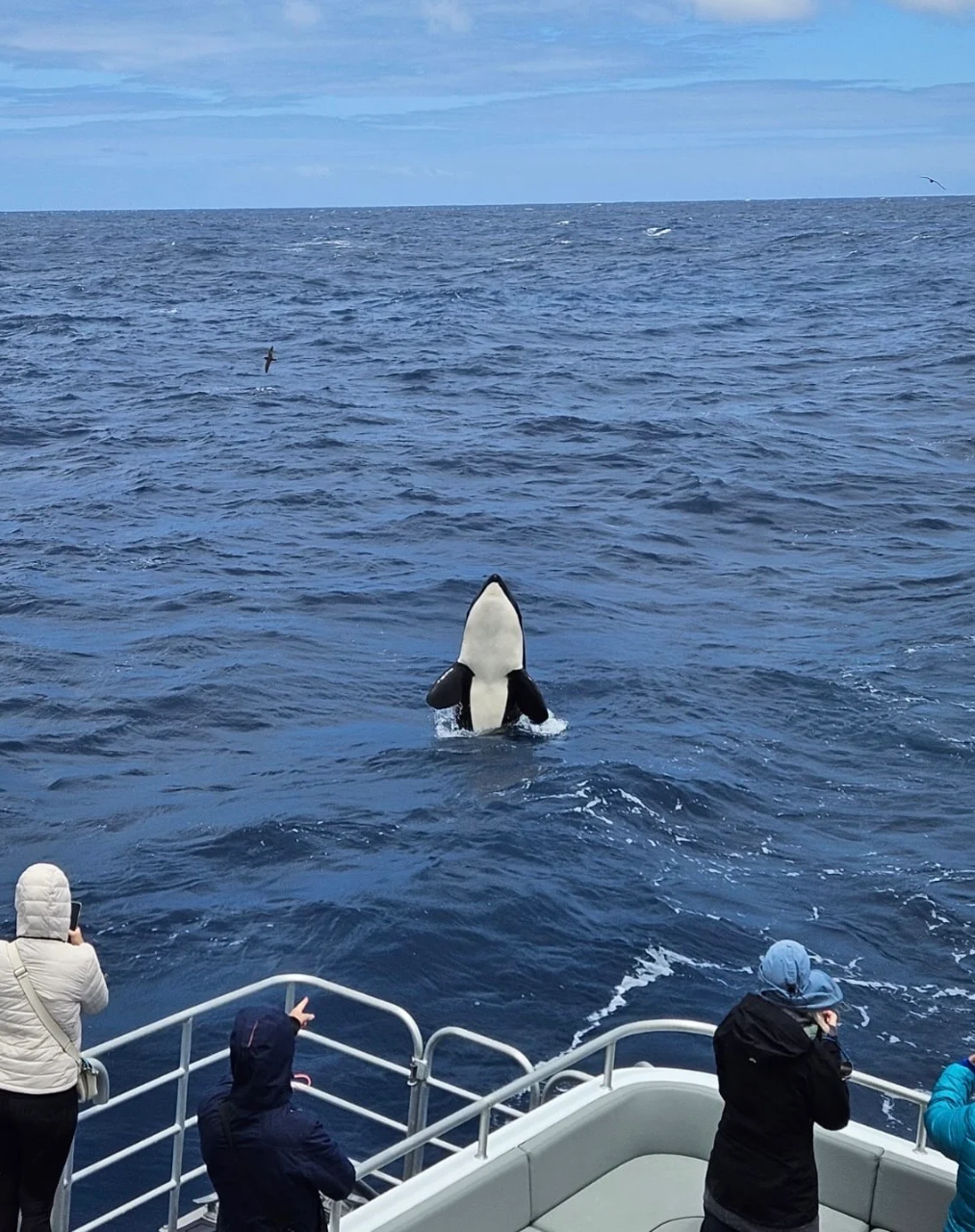 Exclusive Geo Marine Life Survey Expedition - Dunsborough