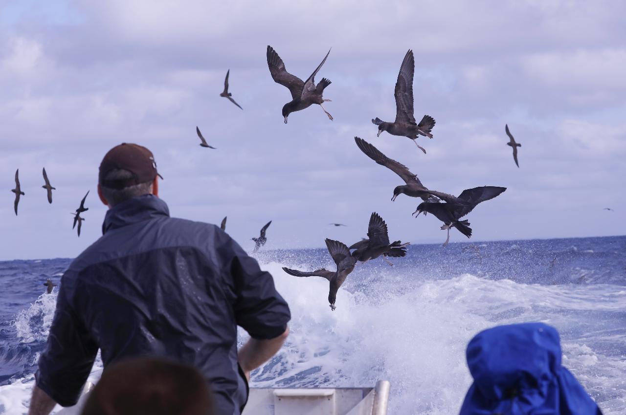 Bremer Bay Bird Expedition