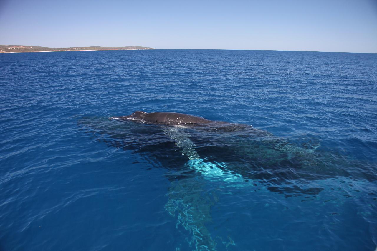 Dunsborough Sunset Whale Watching