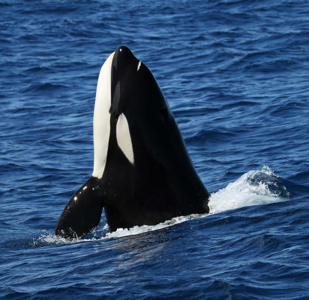 Bremer Canyon Killer Whale Expedition - 3 Day Pass