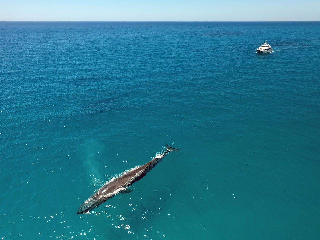 Dunsborough Whale Watching 2pm on board Alison Maree