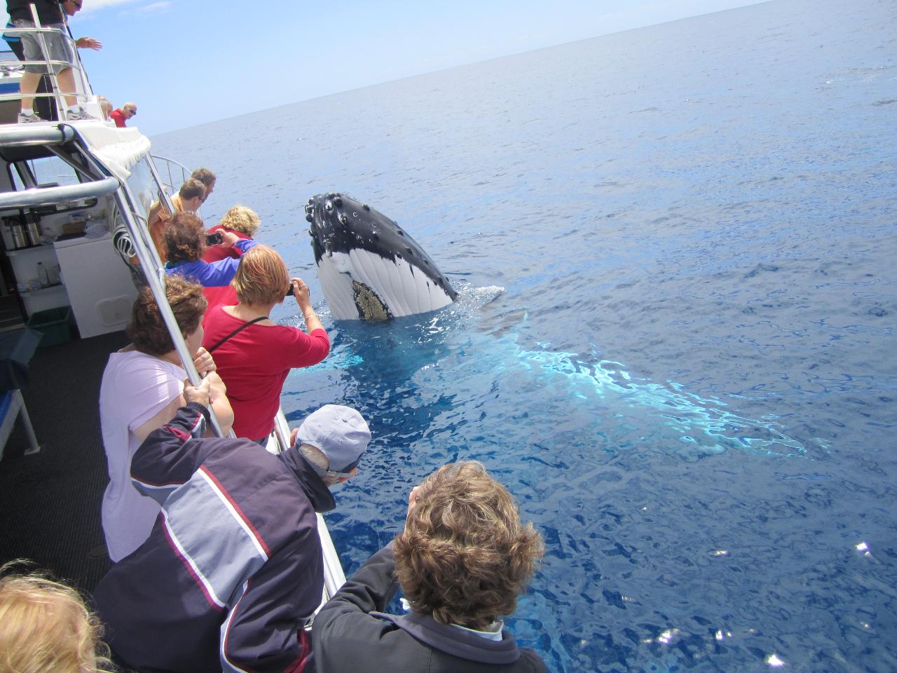 Busselton Whale Watching Eco Tours 