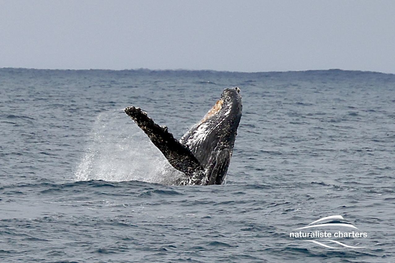 Augusta Whale Watching Eco Tours