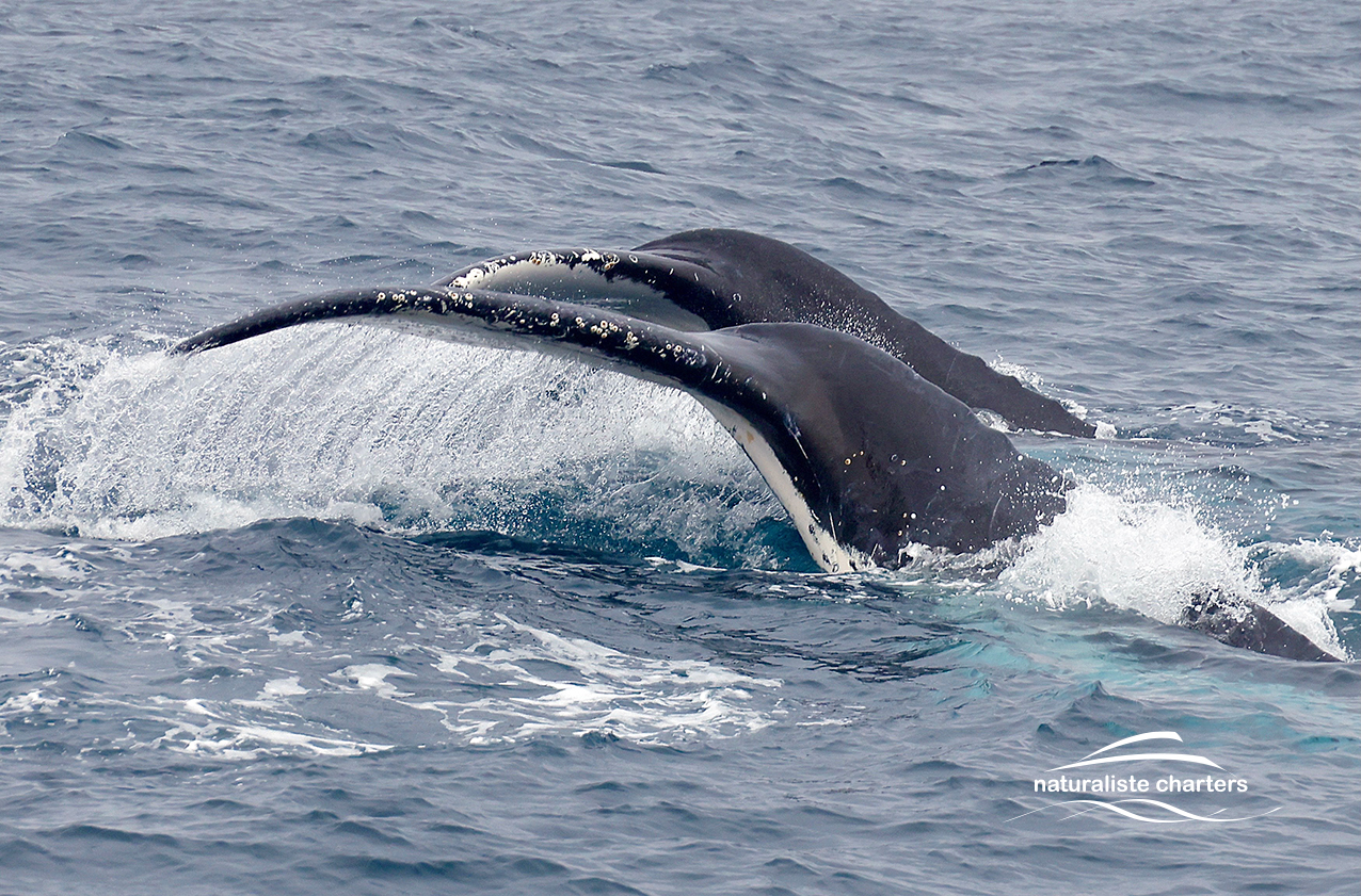 Augusta Whale Watching Eco Tours