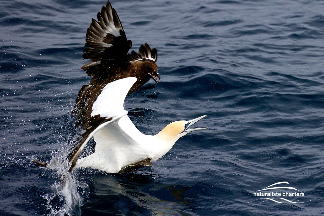 Augusta Whale Watching Eco Tours