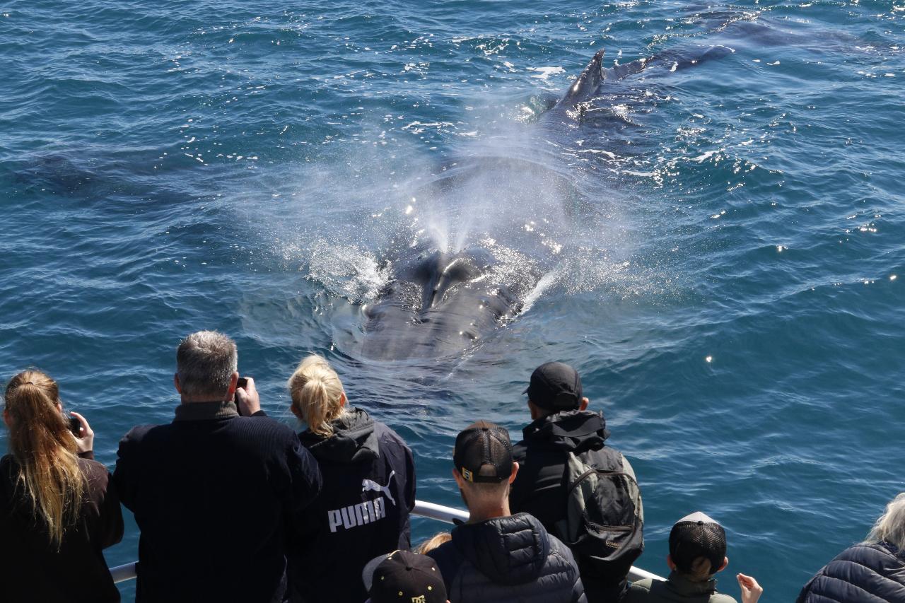 Dunsborough Whale Watching Eco Tours