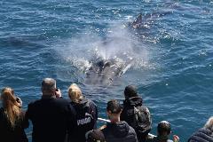 Dunsborough Whale Watching Eco Tours