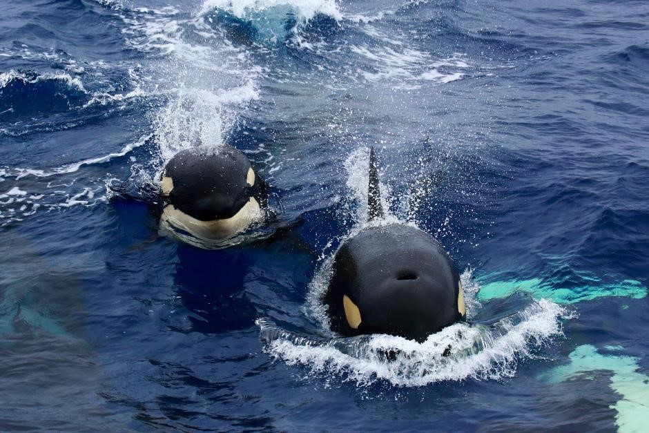 Bremer Canyon Killer Whale (Orca) Expedition - 2 Day Pass