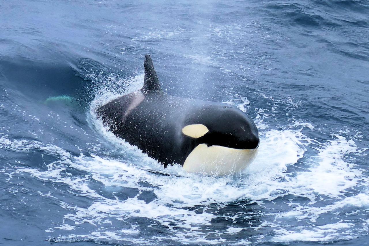 Bremer Canyon Killer Whale Expedition - 3 Day Pass