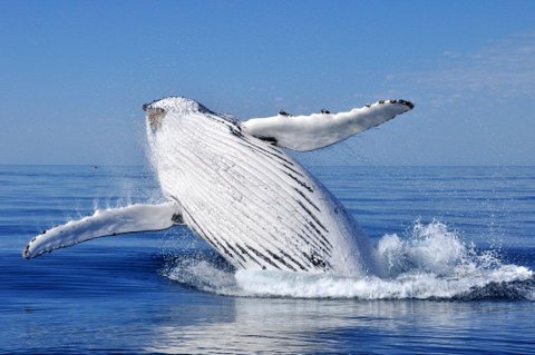Dunsborough Whale Watching 10am on board Alison Maree