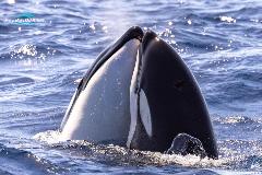 Bremer Canyon Killer Whale Expedition Gift Voucher