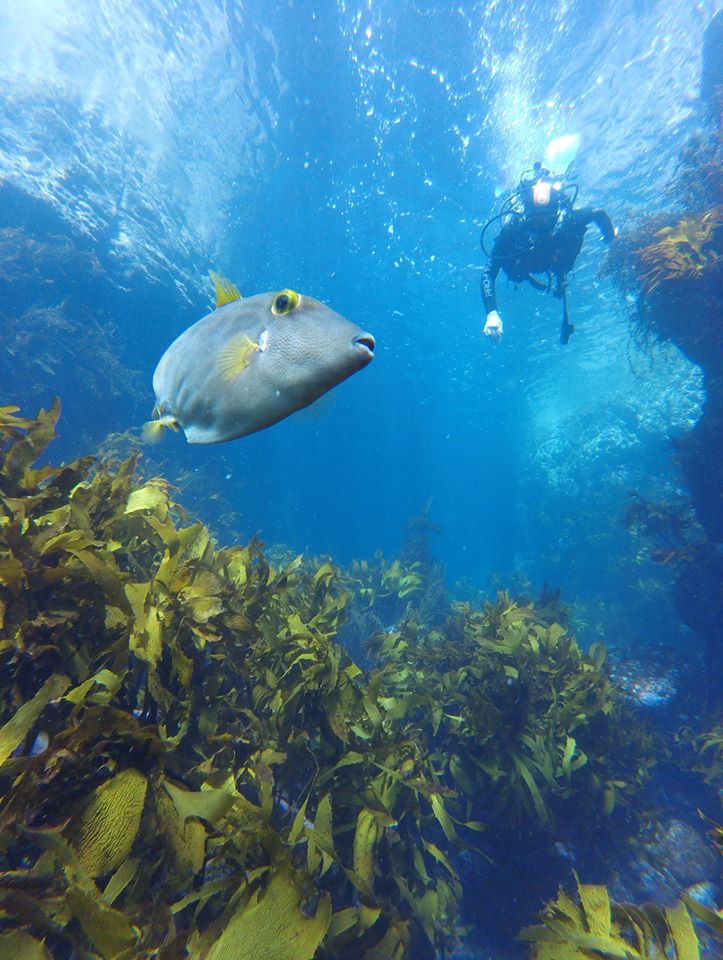 Cathedral Cove Scuba Dive for Certified Divers and/or Snorkel Tour