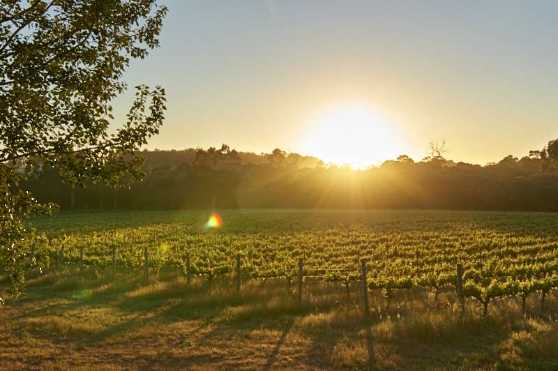 Brown Hill Winemaker's Walk 