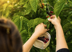 Mulberry Season - Morning Walking Tour & Mulberry Picking (only available 3rd - 24th September)