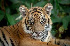  Croc Tours Transfer & Entry Adventure (SUNSHINE COAST) Agent Version