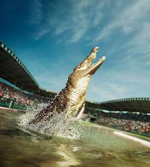  Croc Tours Transfer & Entry Adventure (BRISBANE) Agent Version