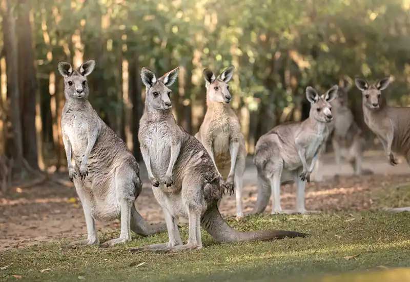 Croc Tours Transfer & Entry Adventure (GOLD COAST)