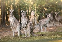 Croc Tours Transfer & Entry Adventure (GOLD COAST)