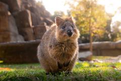 Croc Tours Transfer & Entry Adventure (BRISBANE)