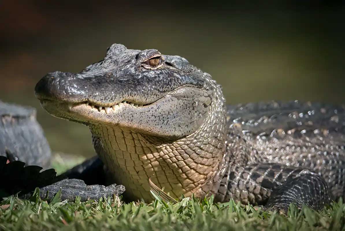 Croc Skip n Hop (SUNSHINE COAST)