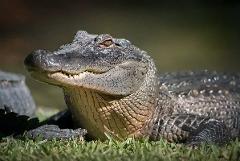 Croc Skip n Hop (SUNSHINE COAST)