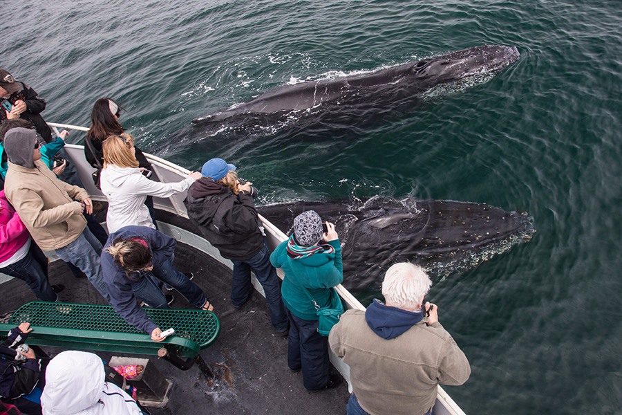 2-3 Hr Whale Watching Tour
