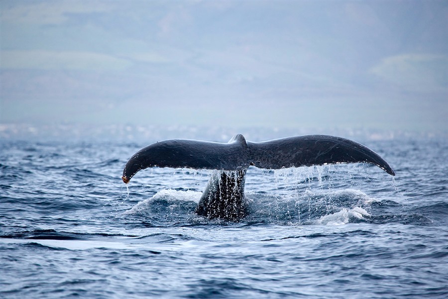 2-3 Hr Whale Watching Tour