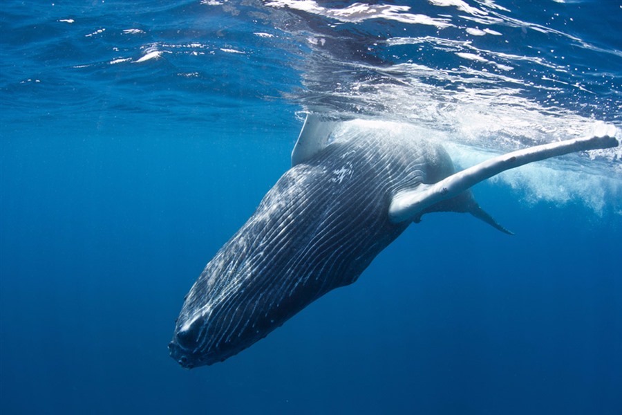 2-3 Hr Whale Watching Tour