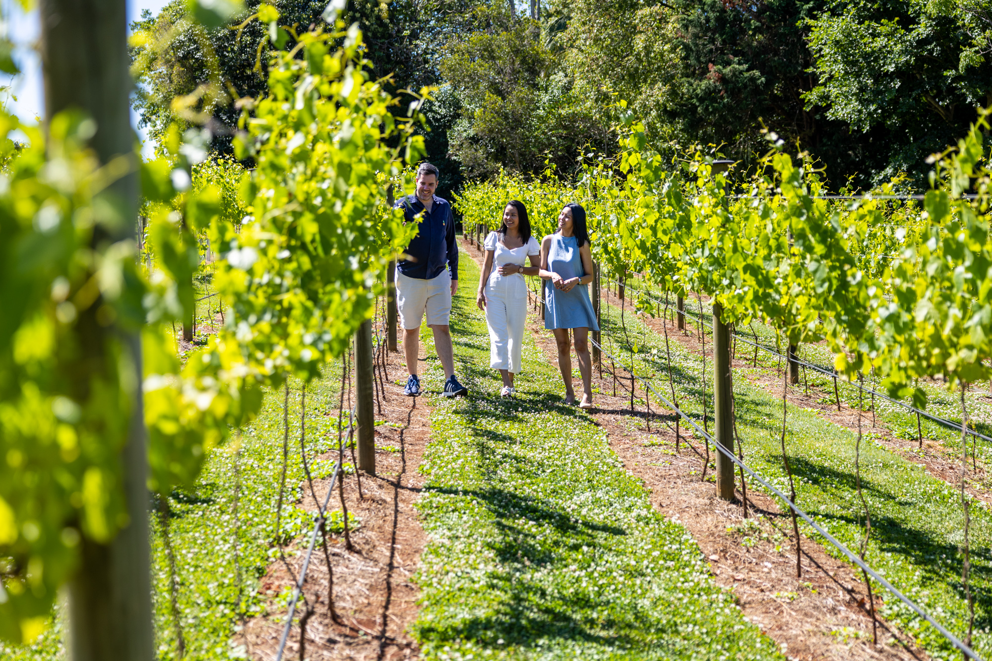 Full Day Mount Tamborine Winery Tour - Brisbane Pickup