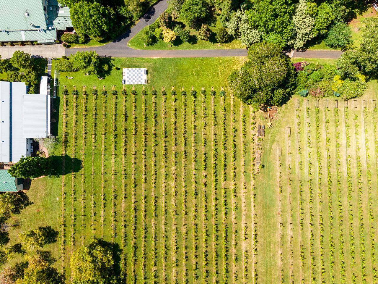 Pineapple Tours - Luxury Tours and Experiences: Tamborine Mountain Wine Tasting Tour — From Brisbane - Photo 4