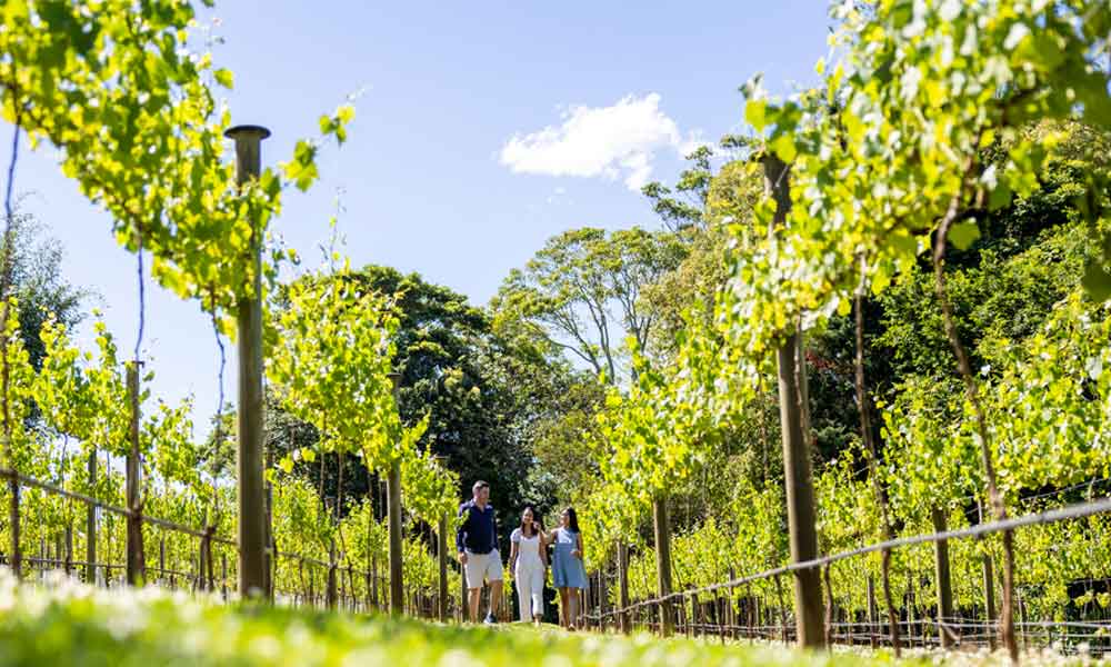 Pineapple Tours - Luxury Tours and Experiences: Tamborine Mountain Wine Tasting Tour — From Brisbane - Photo 11