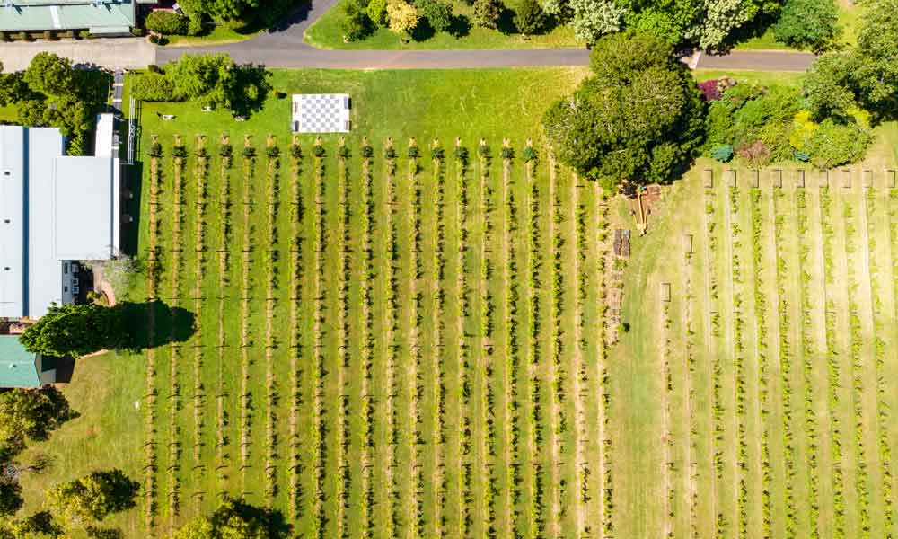Pineapple Tours - Luxury Tours and Experiences: Tamborine Mountain Boutique Winery Tour with Gourmet Lunch — from Gold Coast - Photo 3
