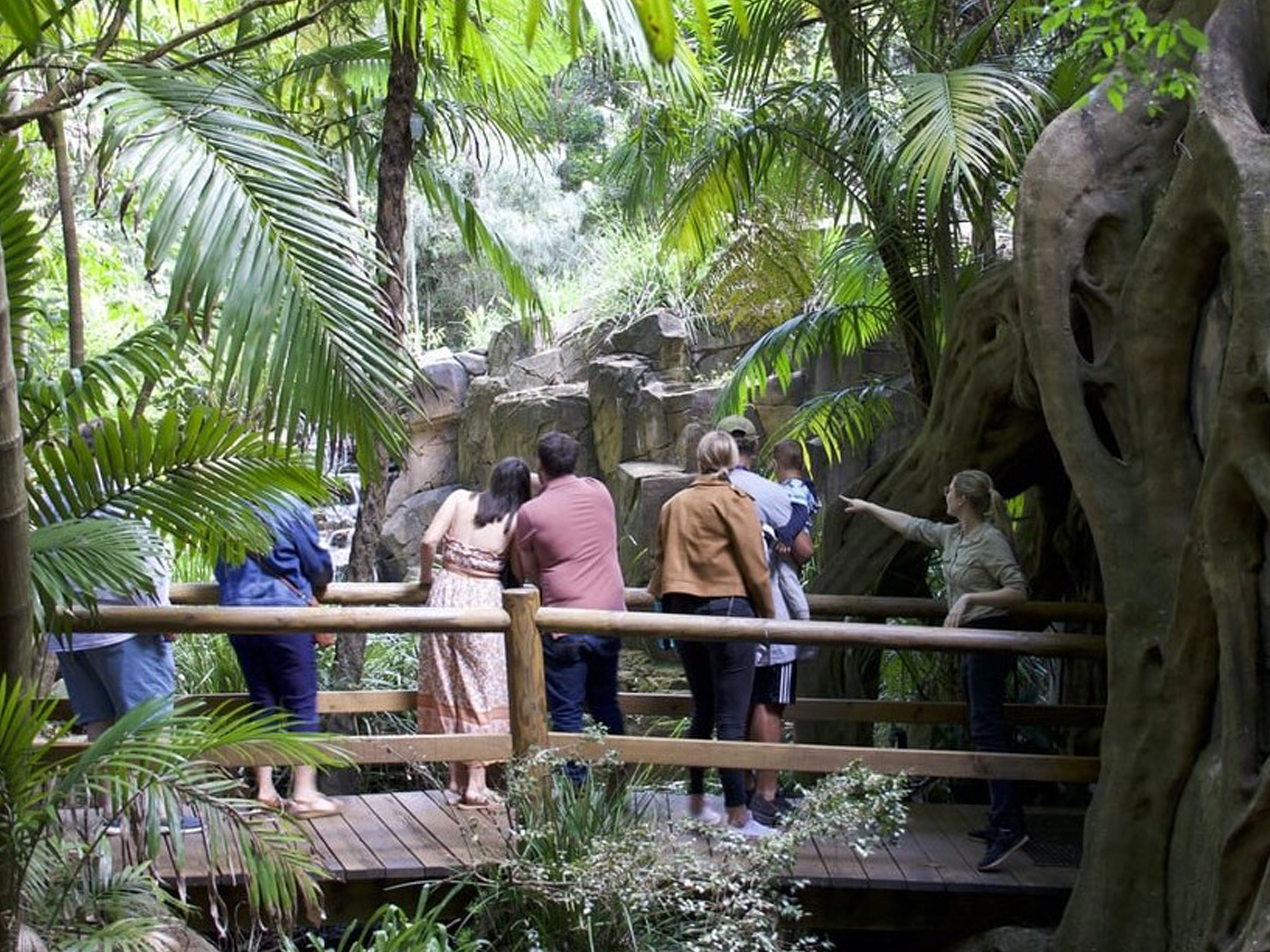 Groups - Tamborine Mountain Rainforest Skywalk + Glow Worm Cave Tour + Waterfalls or Shopping