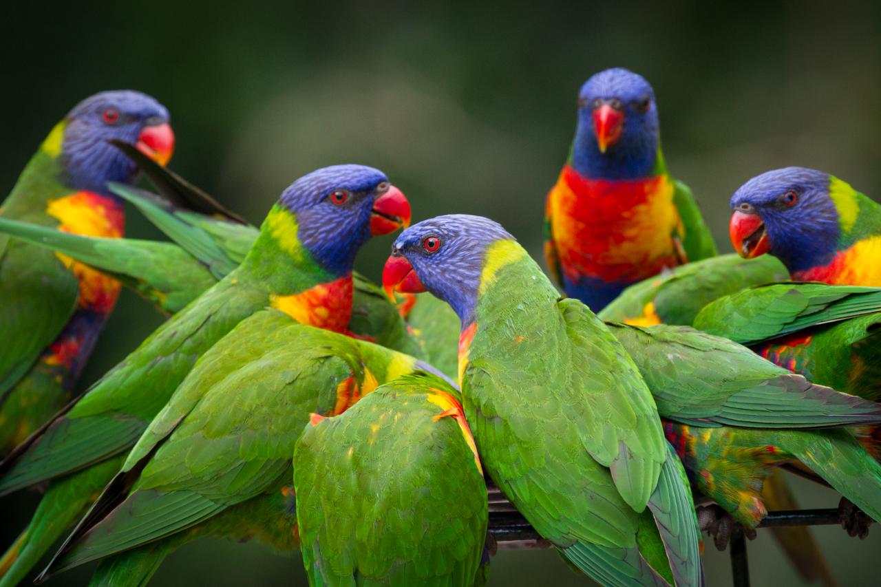 Currumbin Wildlife Sanctuary - Southern Gold Coast - Northern NSW - Hop on Hop off Shuttle