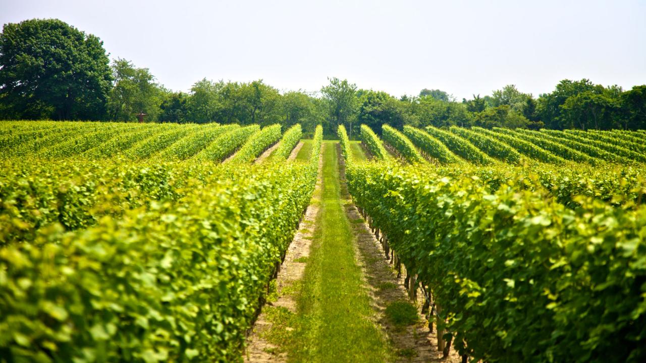 Full Day Mount Tamborine Winery Tour - Brisbane Pickup - 7 days a week