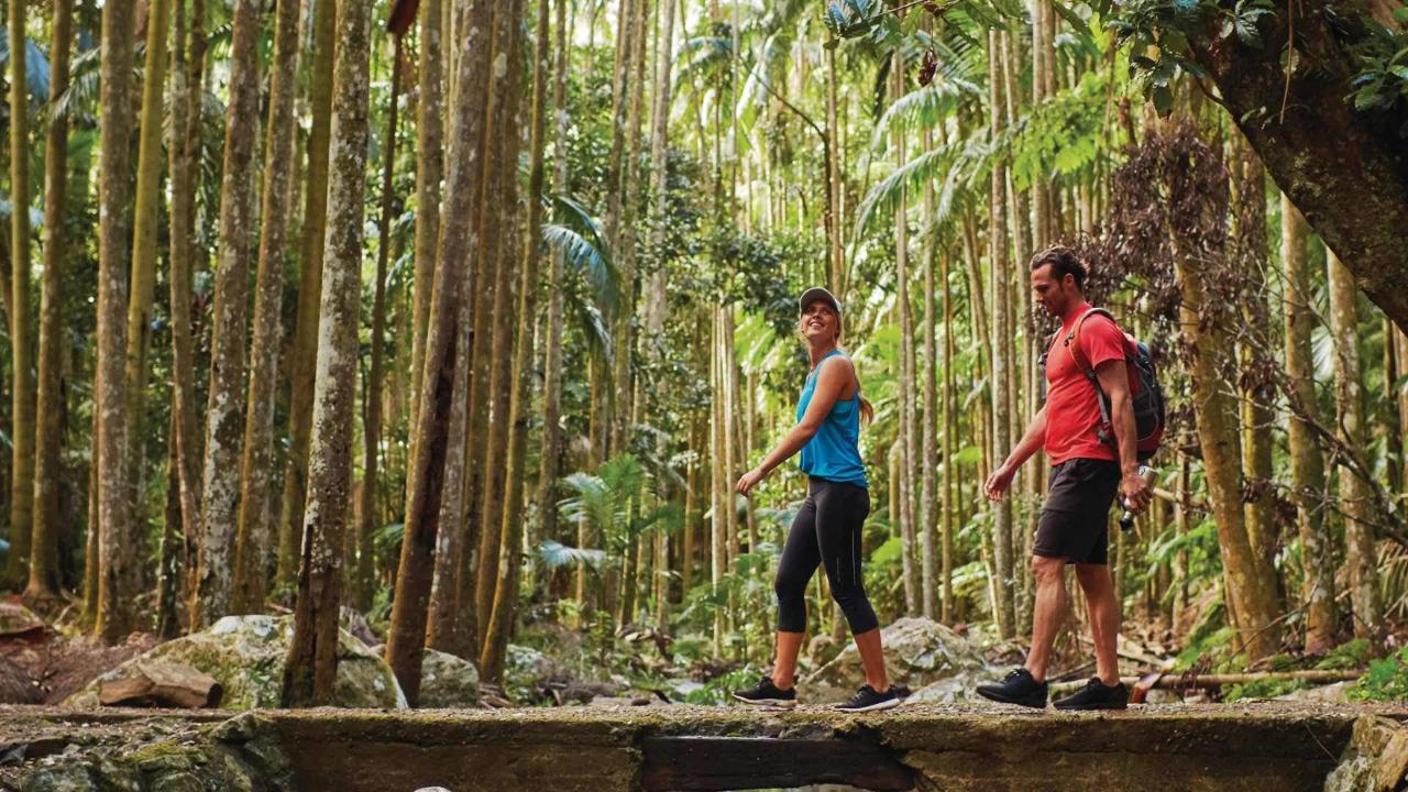 Tamborine Mountain - National Parks Pass + Hop On Hop Off - From Gold Coast