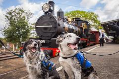 Santa Paws Photo's - with Loco - Saturday 6th December