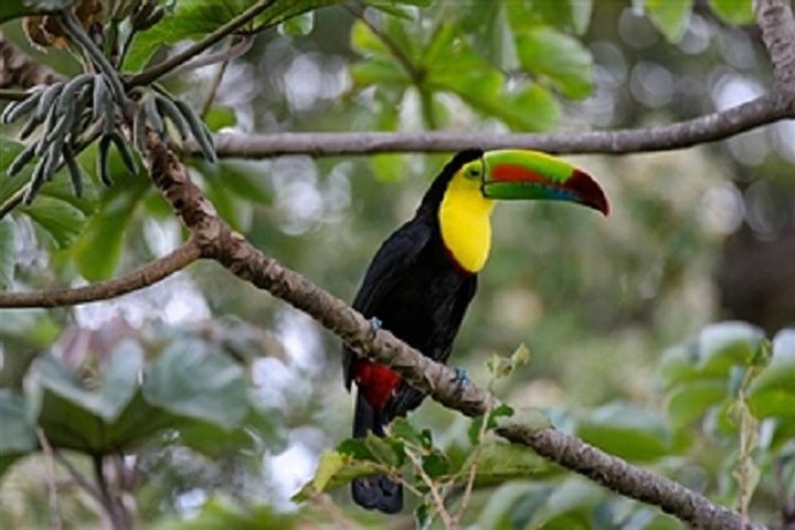 Rincon de la Vieja Bird Watching Tour