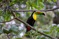 Rincon de la Vieja Bird Watching Tour