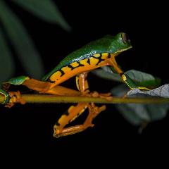 Monteverde Frog Pond Experience