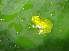 Arenal Rain Forest Night Walk