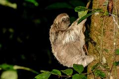 Manuel Antonio Night Jungle Tour