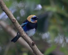 Arenal Bird Watching Experience